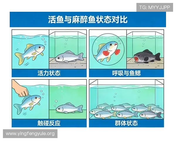 博鱼真人官方网站安全保障措施,确保每位玩家的资金与个人信息安全无忧 博鱼真人官方网站安全保障措施,确保每位玩家的资金与个人信息安全无忧